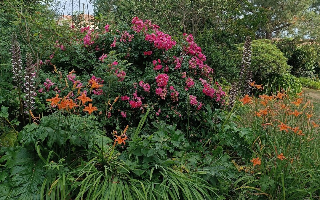 Massif fleuri du jardin